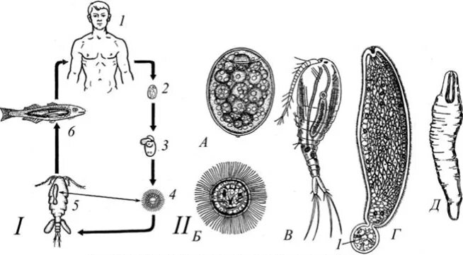 Личинки лентеца. Ленточные черви широкий лентец. Diphyllobothrium latum цикл. Широкий лентец жизненный цикл. Жизненный цикл широкого лентеца Diphyllobothrium latum.