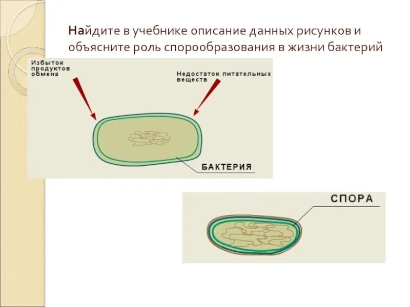 Роль спорообразования в жизни бактерий. Этапы спорообразования у бактерий рисунок. Спора в жизни бактерий.