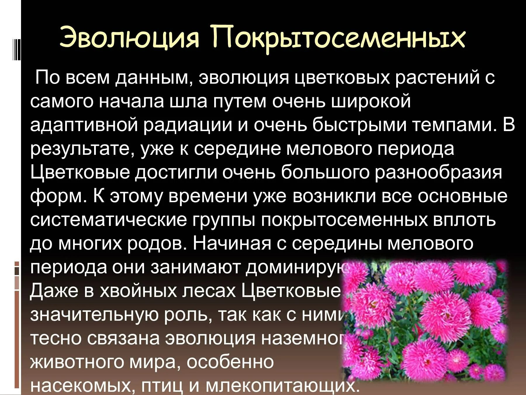 Функция покрытосеменных растений. Покрытосеменные цветковые растения. Эволюция цветковых растений. Сообщение о покрытосеменных растениях. Отдел Покрытосеменные цветковые растения.