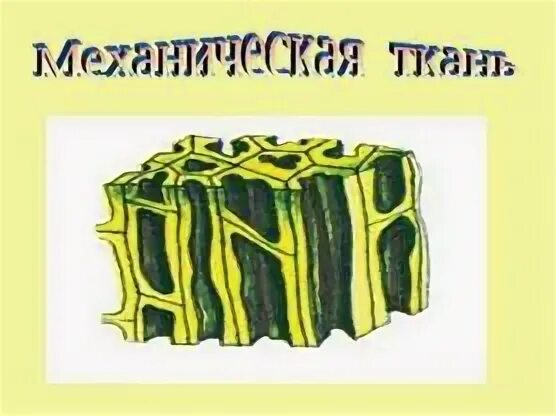 Ткани низших и высших растений