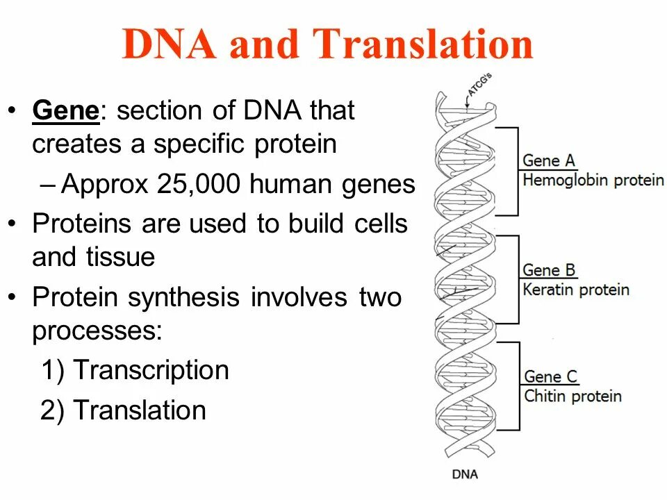 DNA translation. DNA Analysis process. DNA and Genes. Dna перевод