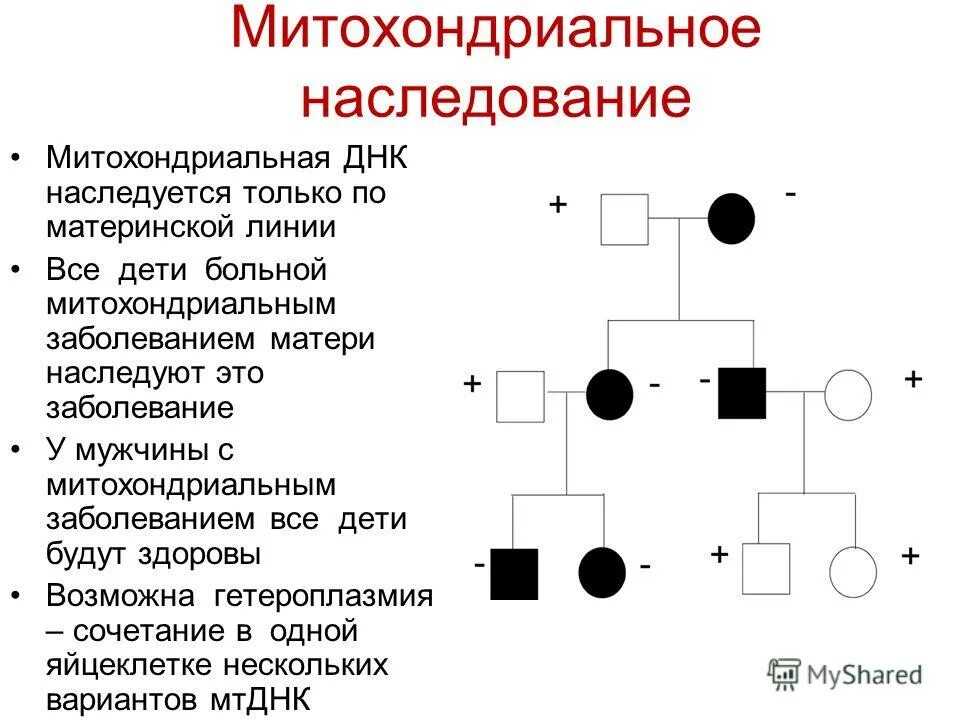 митохондриальное наследование особенности наследования. цитоплазматическая наследственность примеры. родословная с митохондриальным типом наследования. митохондриальные болезни передаются. признаки аутосомно-рецессивного наследования.