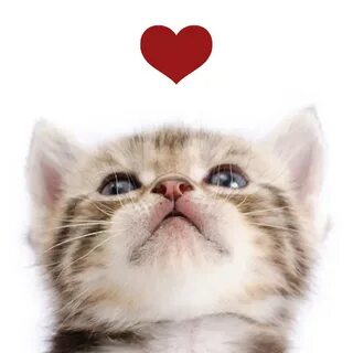 5 play cats
