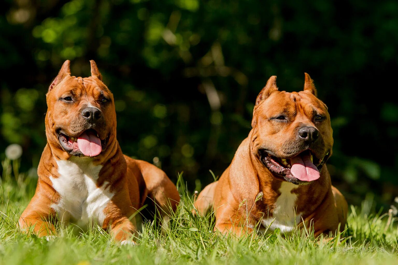 Аргентинский стаффордширский терьер. Американского стаффордширского терьера. Американский стаффордширский терьер. Стаффорд песни. Американский стаффордширский терьер.