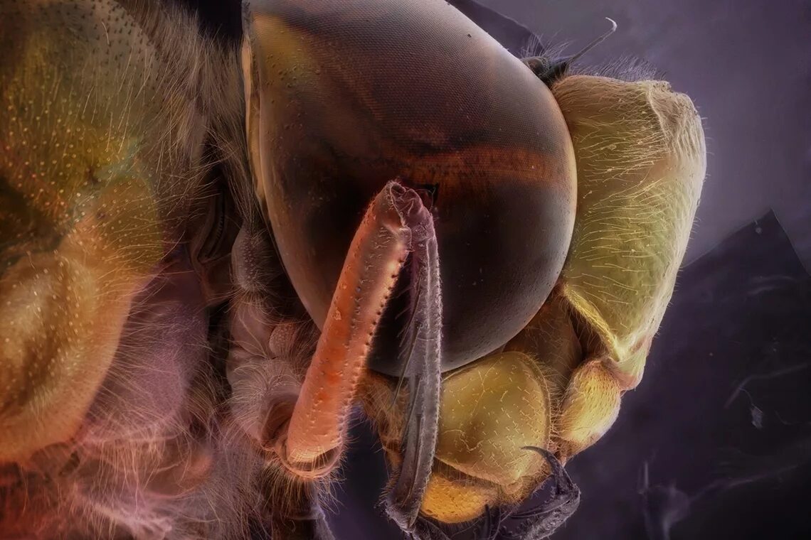 Мошка под микроскопом фото. Мошка гнус под микроскопом. Зубы мошки под микроскопом. Астраханская мошка под микроскопом челюсти.