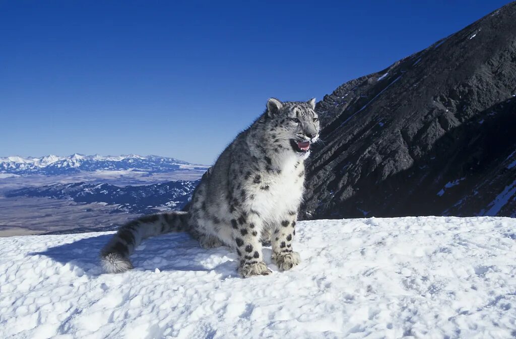Snow leopard 2