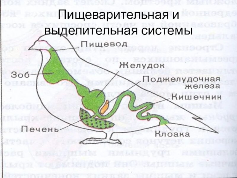 Пищеварительная система птиц схема. Система органов пищеварения птиц. Внутреннее строение птиц выделительная система. Пищеварительная система птиц 7 класс. Внутреннее строение птиц пищеварительная система.