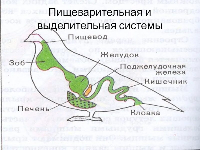 Пищеварительная система класса птиц. Система органов пищеварения птиц. Внутреннее строение птиц выделительная система. Пищеварительная система птиц 7 класс. Внутреннее строение птиц пищеварительная система.