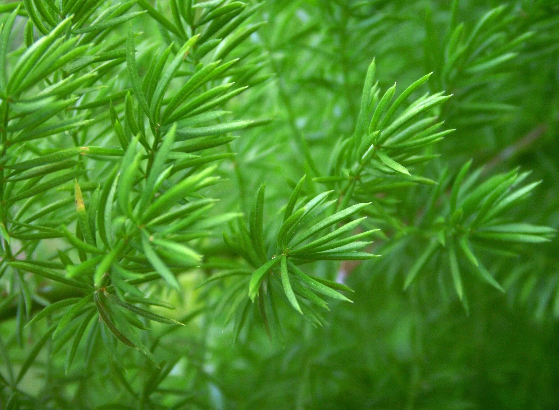 Трава как елочка. Аспарагус. Молочай кипарисовый fens ruby. Молочай кипарисовый елочка. Спаржа елочка.