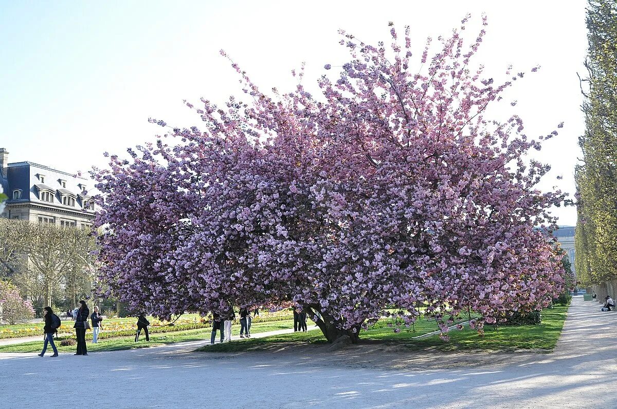 Prunus перевод. Прунус Канзан. Миндаль Канзан. Вишня мелкопильчатая Канзан. Prunus serrulata Kanzan.