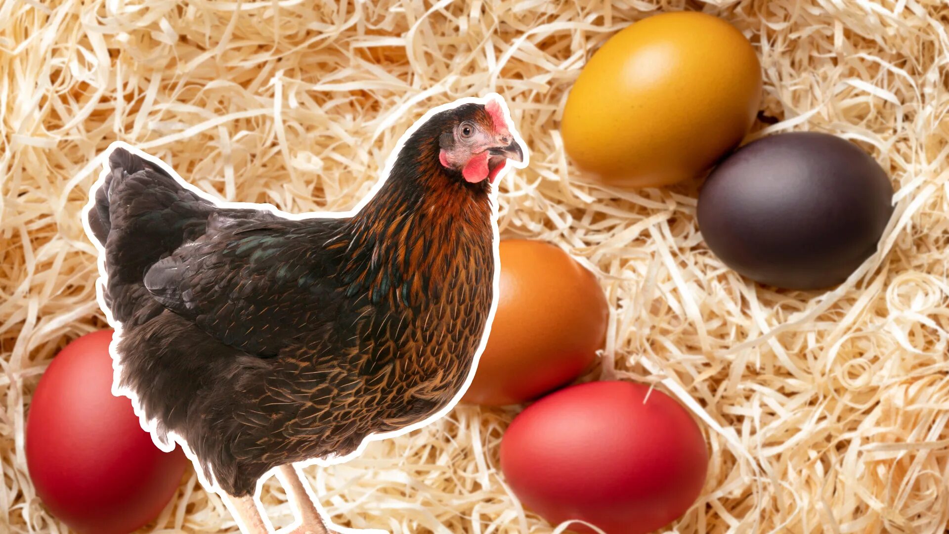 Куры с голубыми яйцами порода. Куры которые несут цветные яйца. Фиолетовое яйцо порода кур. Яйцо куриное фермер Александров.