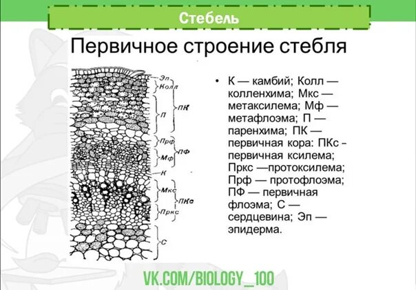 Анатомическое строение стебля травянистых растений. Первичное строение стебля растений. Строение стебля однодольных растений первичная кора. Первичное Анатомическое строение стебля однодольных. Поперечный срез стебля первичного строения.