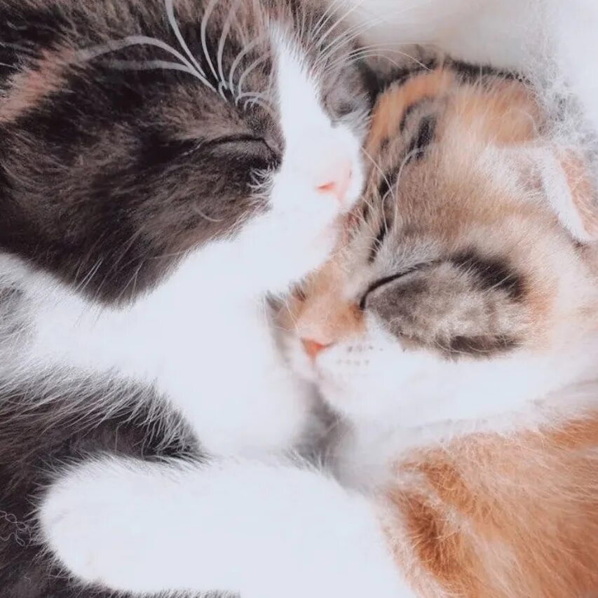 2 котика обнимаются. Котики обнимаются. два котика обнимаются. два котенка. котята в обнимку.