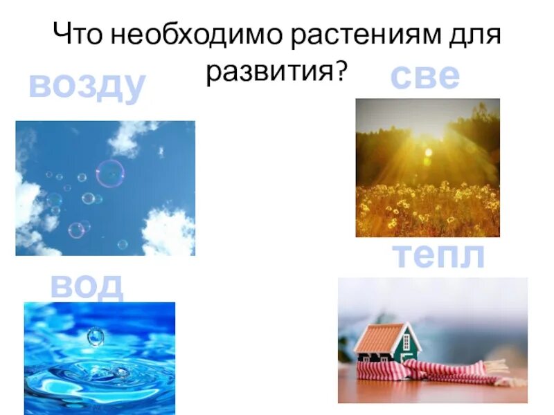 Тепло вода бел. Что нужно растениям. что нужно растениям для жизни. свет тепло вода. что нужно для роста растений.