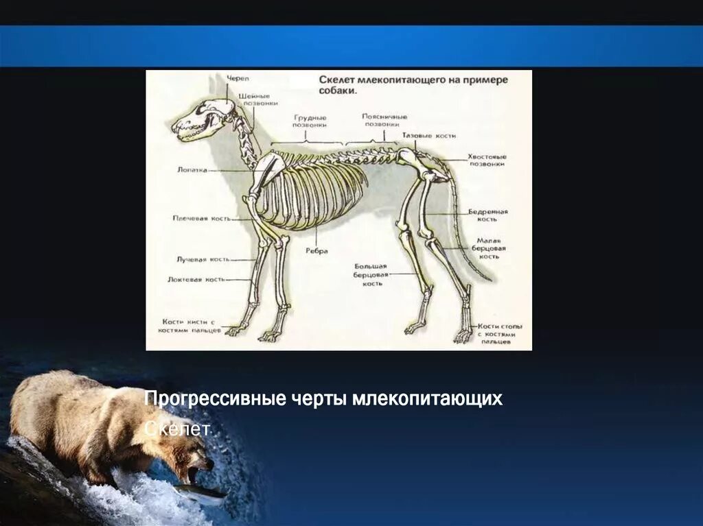 Контрольная по биологии 8 класс млекопитающие. Скелет собаки 7 класс млекопитающие. Строение скелета млекопитающих. Скелет млекопитающего 7 класс биология. Опорно двигательная система млекопитающих 7 класс.