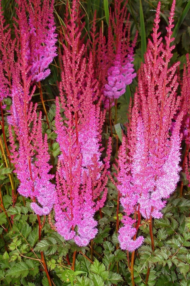 вероникаструм виргинский (veronicastrum virginicum). высокие многолетние травы. вейник остроцветковый overdam. высокие многолетние травы. вейник остроцветковый karl foerster.