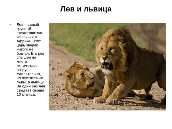 Лев цитаты. Лев и львица с надписями. Высказывания про львицу. Львица цитаты