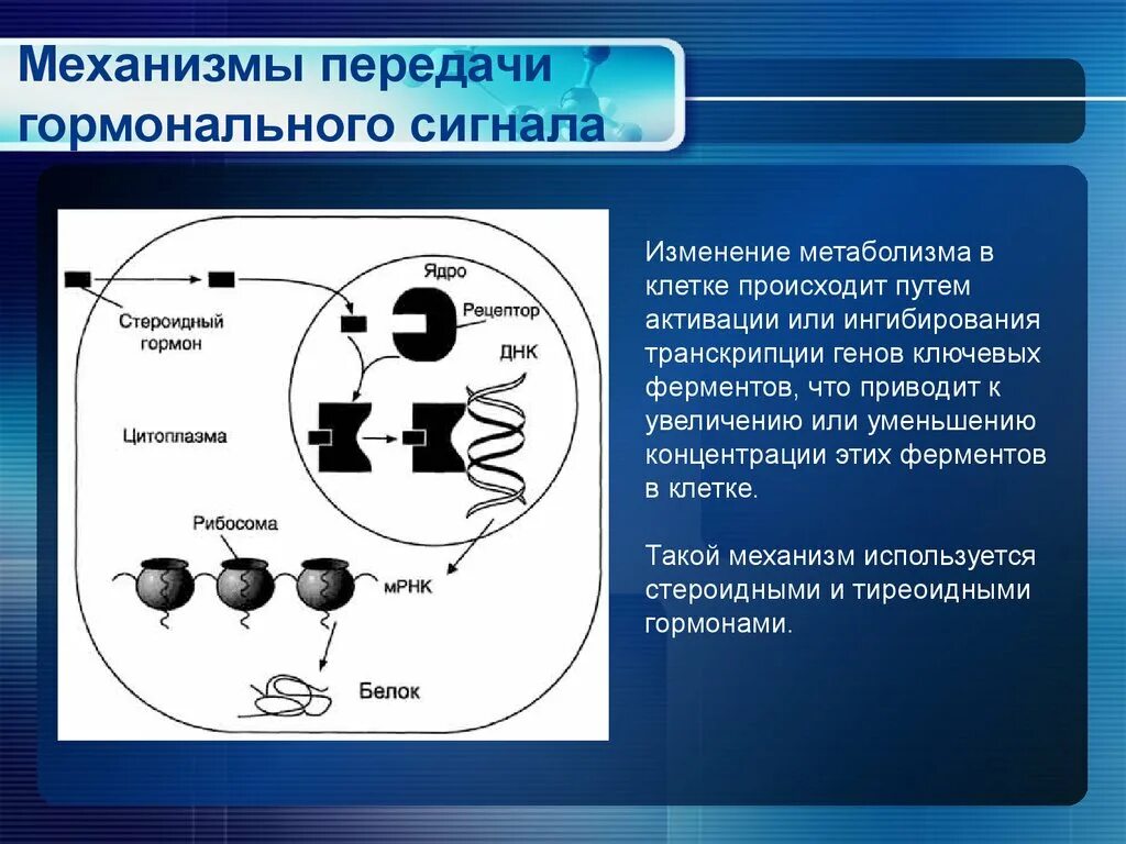 Гормоном и механизмом передачи сигнала в клетку. Механизм передачи гормонального сигнала для стероидных гормонов. Механизм передачи сигнала. Механизм передачи гормонального сигнала в клетку. Сигнала фермент