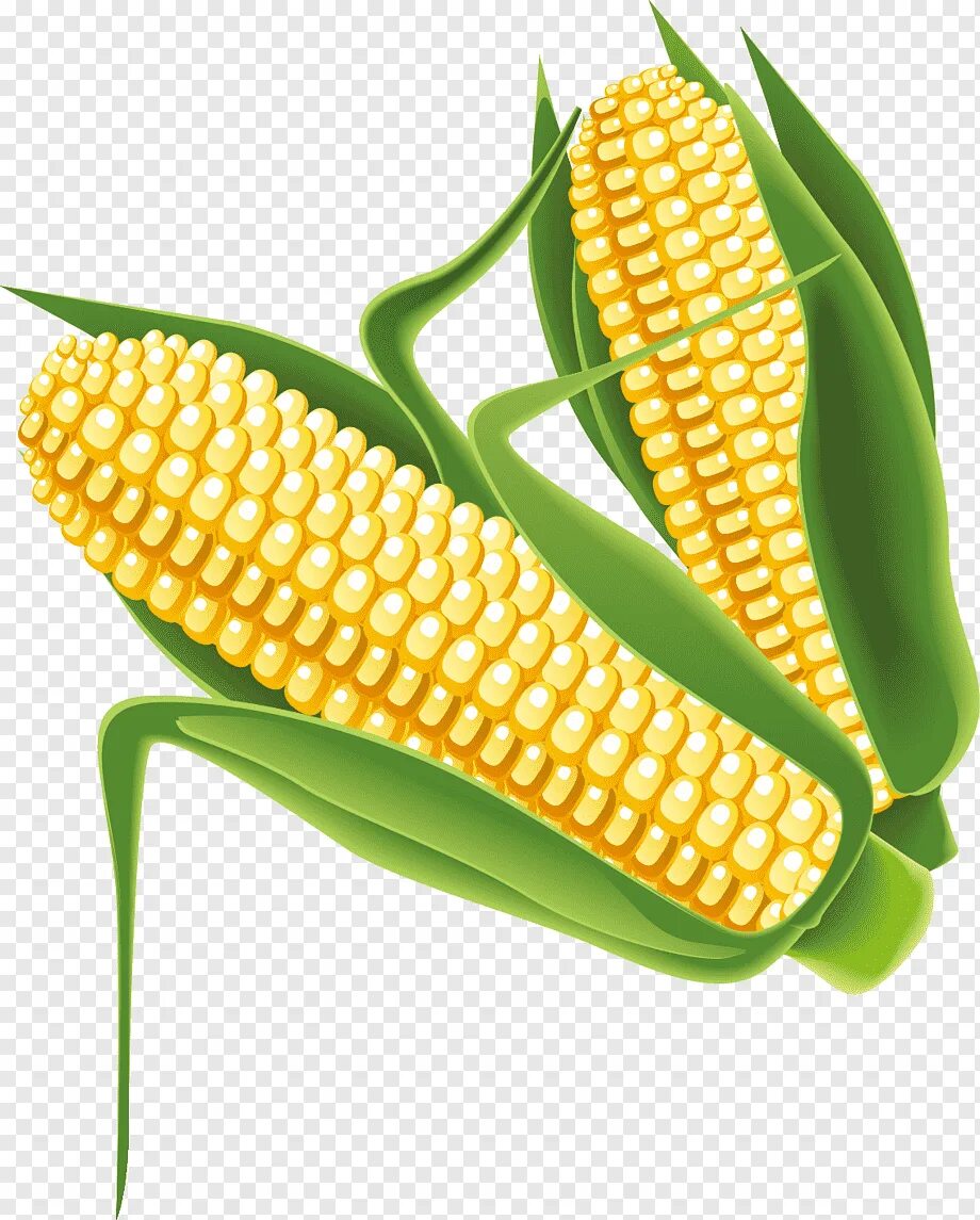 Початок 2. Corn кукуруза. Вареная кукуруза вектор. Кукурузный початок. Початок кукурузы вектор.
