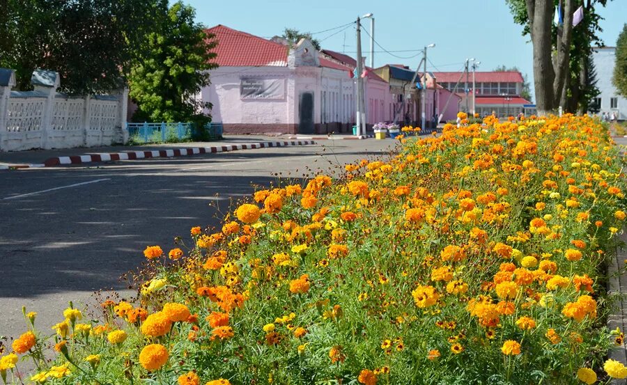 атлас родной природы цветы садов и полей. города и реки игра. название городов наименование. название кустарников и трав. имя город растение.