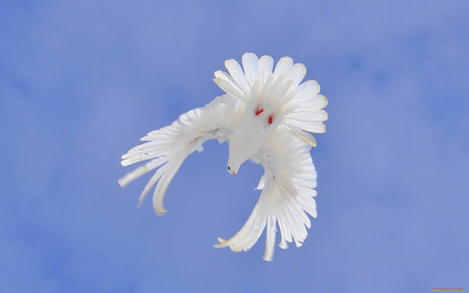 Fly pigeon