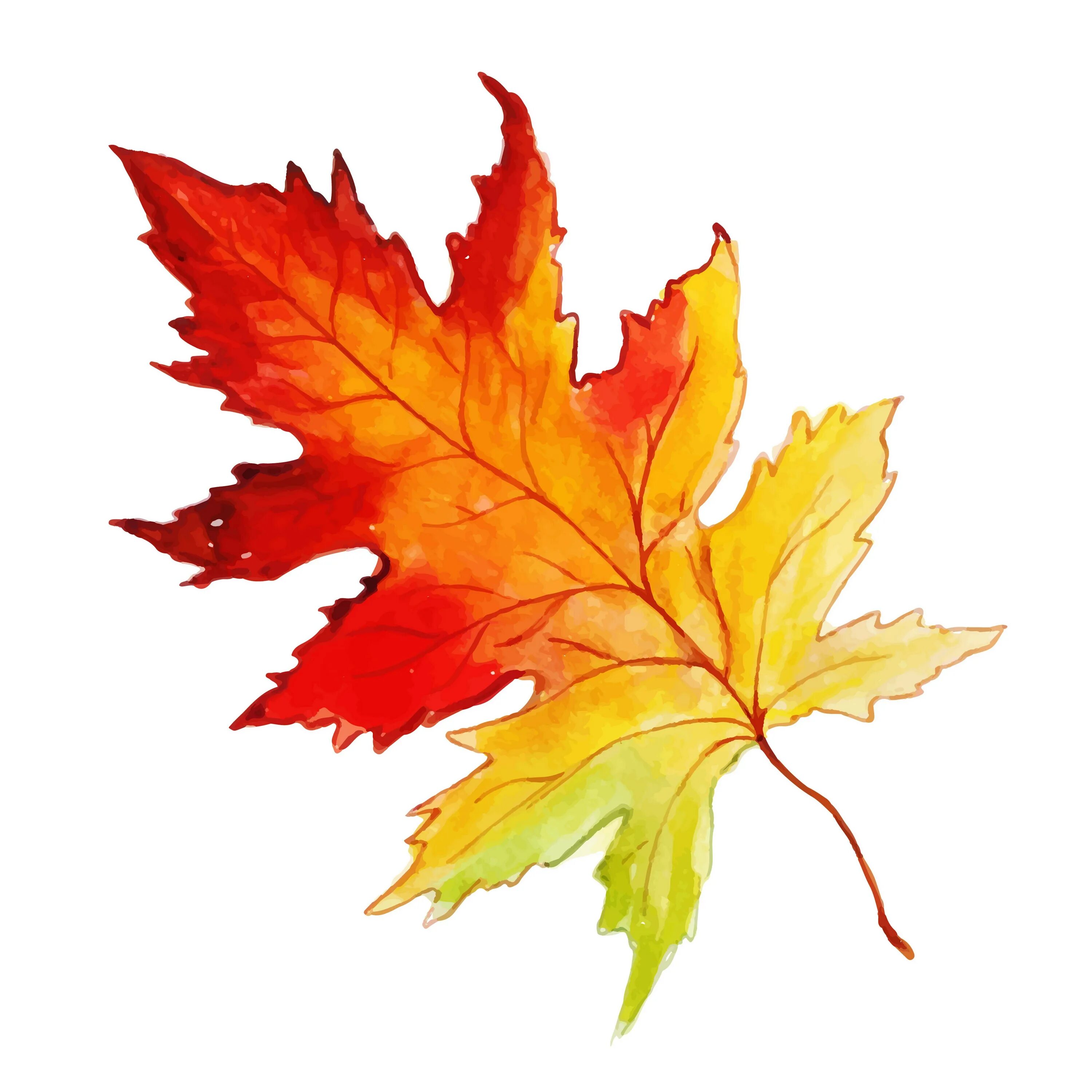 Осенний лист рисунок. Осенний листок. Цветной лист. Осенние листочки. Листья рисунок.