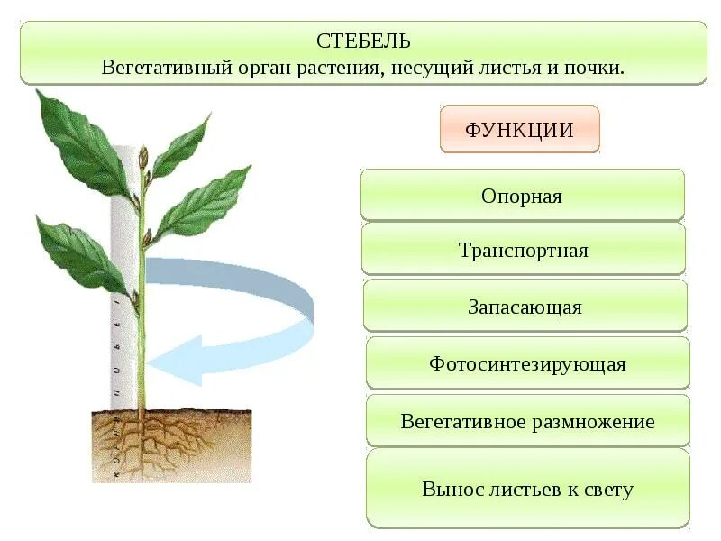 Вегетативные органы растений стебель. Строение вегетативных органов стебель. Генеративные вегетативные листья. Вегетативные органы растений корень стебель лист.