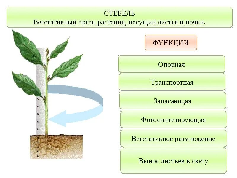 Вегетативные органы растений стебель. Строение вегетативных органов. Стебель. Генеративные вегетативные листья. Вегетативные органы растений корень стебель лист. Назовите вегетативные органы