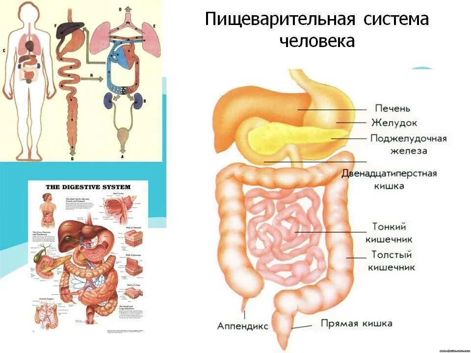 Процессы в кишечнике человека