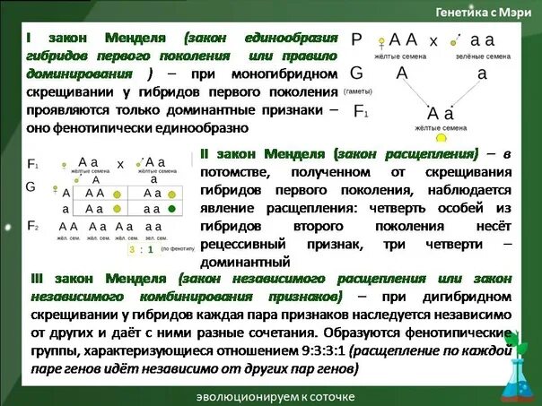 Определите соотношение генотипов у потомков при моногибридном. Генетика первый закон Менделя. Первый и второй закон Менделя 9 класс биология. Правило единообразия – 1 закон Менделя.. Законы Менделя биология 10 класс.