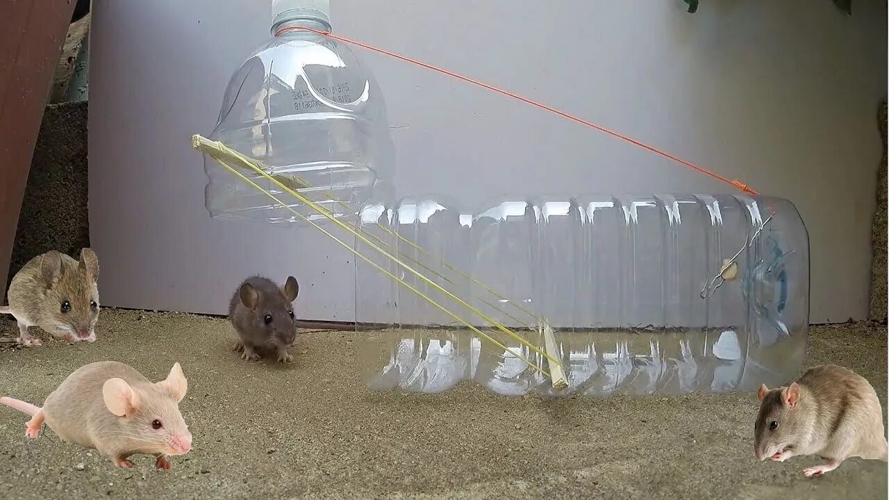 Ловят мышей видео