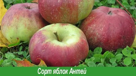 Осенние и зимние сорта яблок