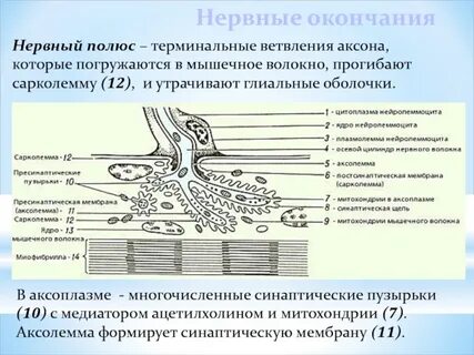 Чувствительное нервное окончание или клетка