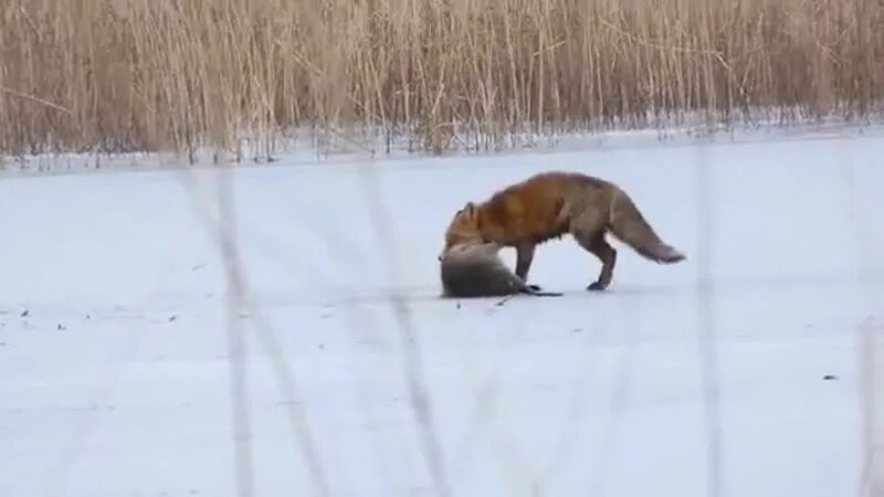 Нападение лис. Лиса может напасть на человека.