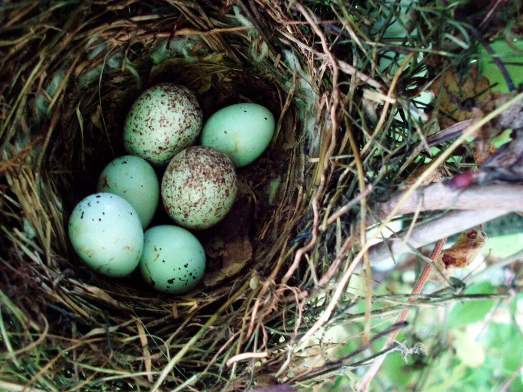 Сплюшка гнездо. Колибри яйца высиживают яйца. Птичьи яйца в гнезде. Гнездо с яйцами. Bird яйца