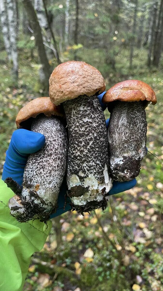 Шампиньоны кримини. Сбор грибов в лесу ,во сне. Сбор грибов. Грибы срезать или выкручивать. Грибной сон.