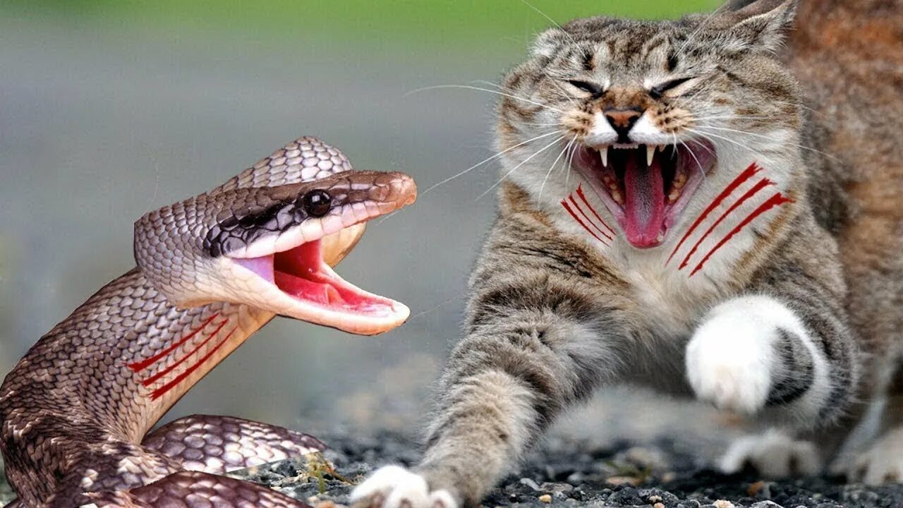 Кот со змеей. Змейка для кошек. Змеиная кошка. Змеиная кошка. Поймать кота.