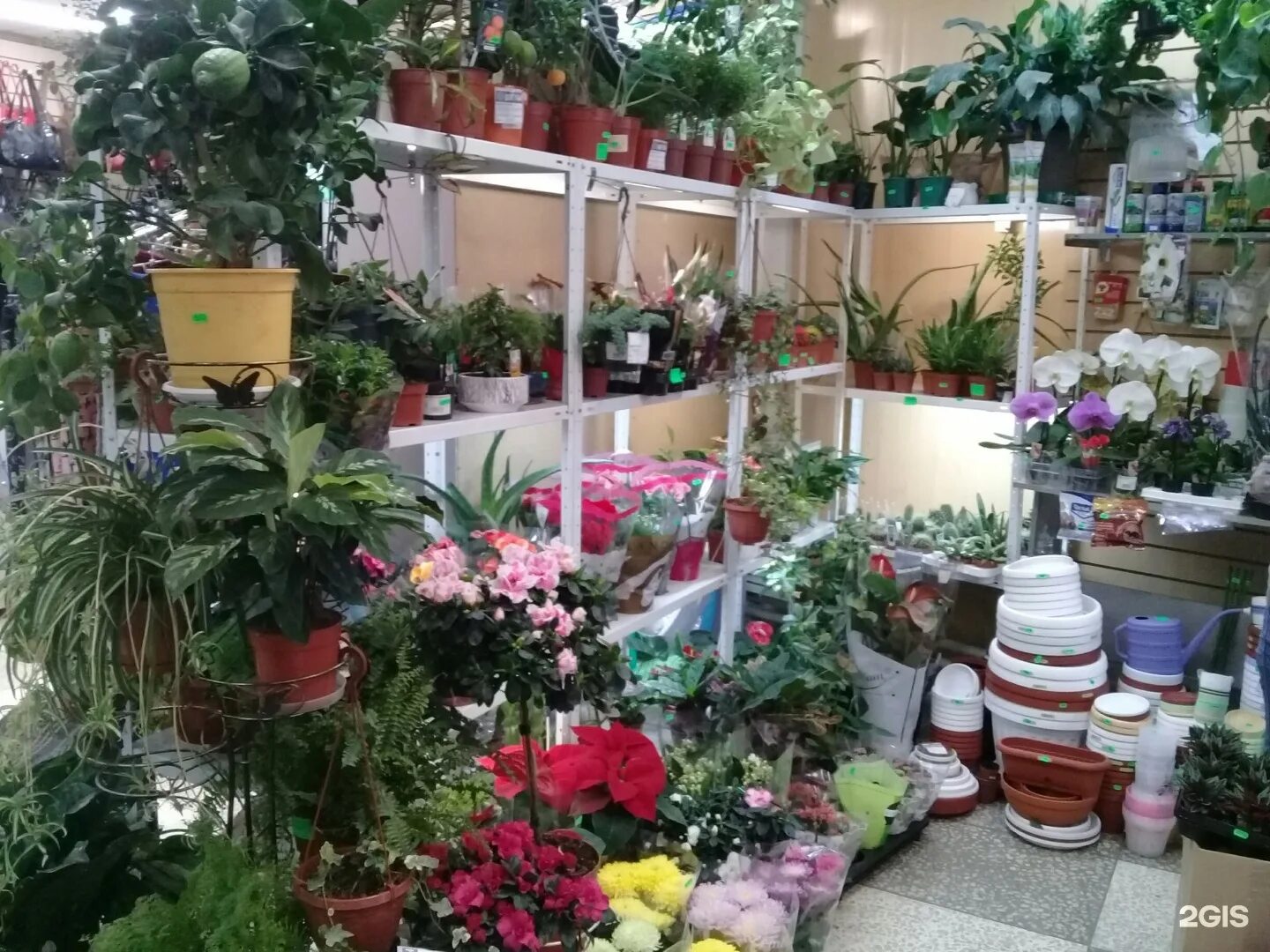 Комнатные цветы в магазине. Магазин горшечных цветов. Магазин комнатных растений интерьер. Цветочные магазины в Москве комнатные растения.