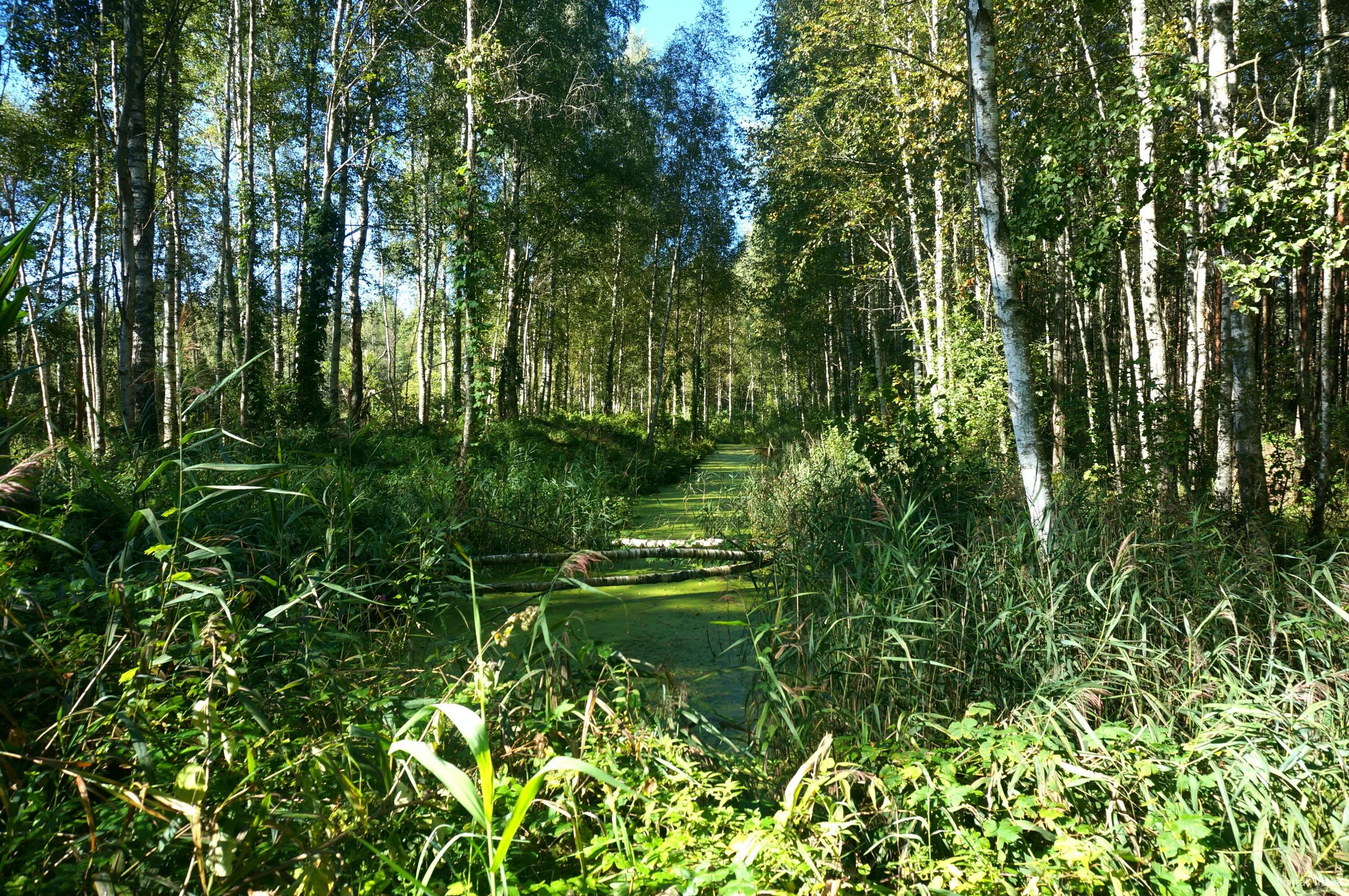 Заказник местного значения. Заказник местного значения. Сулюковский лес заказник. Памятники природы архангельской области. Государственный природный заказник "средневский".