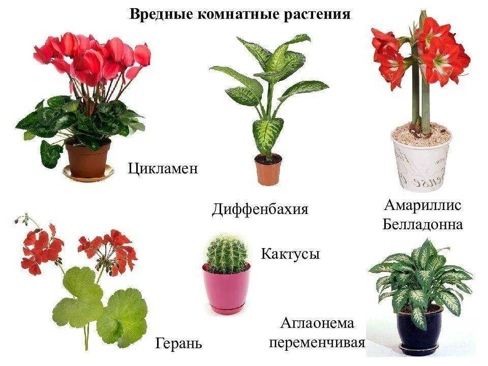 Домашние цветы опасные для людей. Комнатные цветы. Название комнатных цветов. Комнатные цветы цветущие. Название домашних цветов.