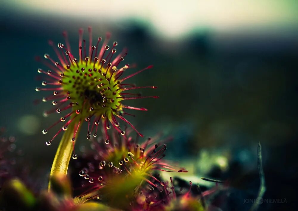 Macro. Macro