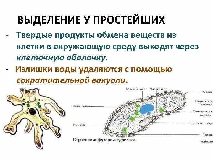 Какую функцию инфузории туфельки выполняет сократительная вакуоль. Выделение у простейших. Сократительные вакуоли простейших. Выделительная система простейших. Выделение сократительная вакуоль.