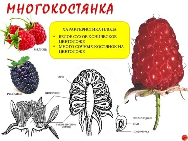 Малина тип плода. Малина тип плода. Плод малины. У малины есть плод. Строение плода малины.
