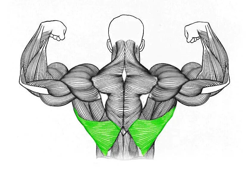 Широчайшая мышца спины вид спереди. Крылья мышцы спереди. Крылья мышцы спины спереди. Широкая мышца спины.
