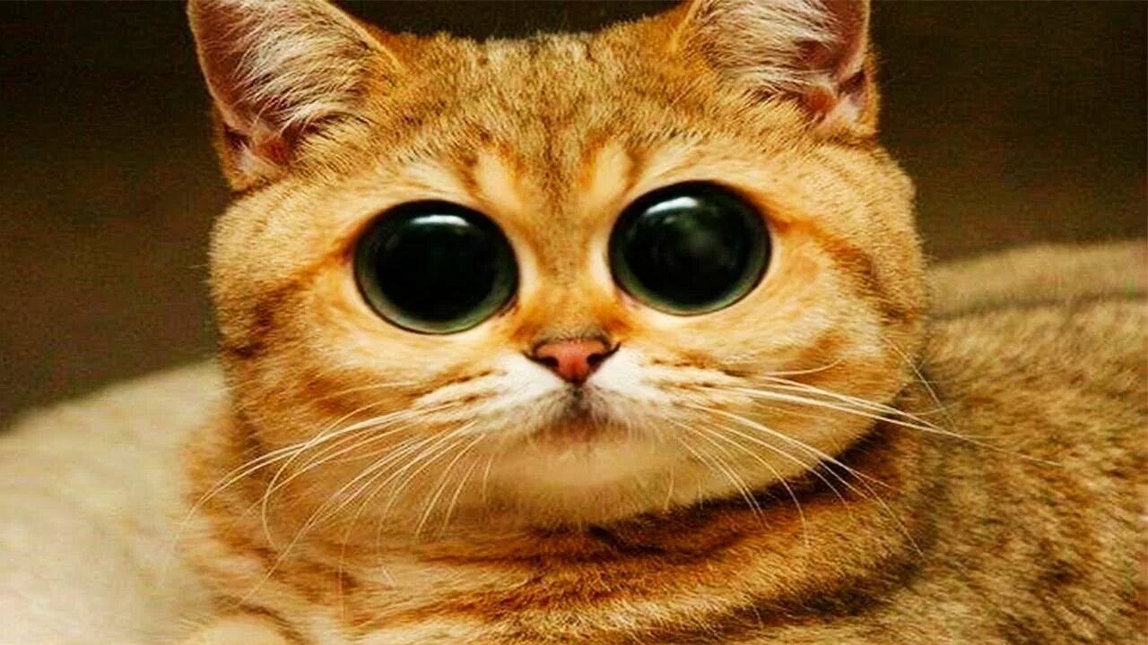 Котэ представляет про животных