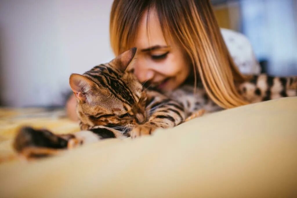 Женщина кормит кошек. Фотосессия с бенгальской кошкой в студии. Bengal Cat lying on Sofa and smiling..