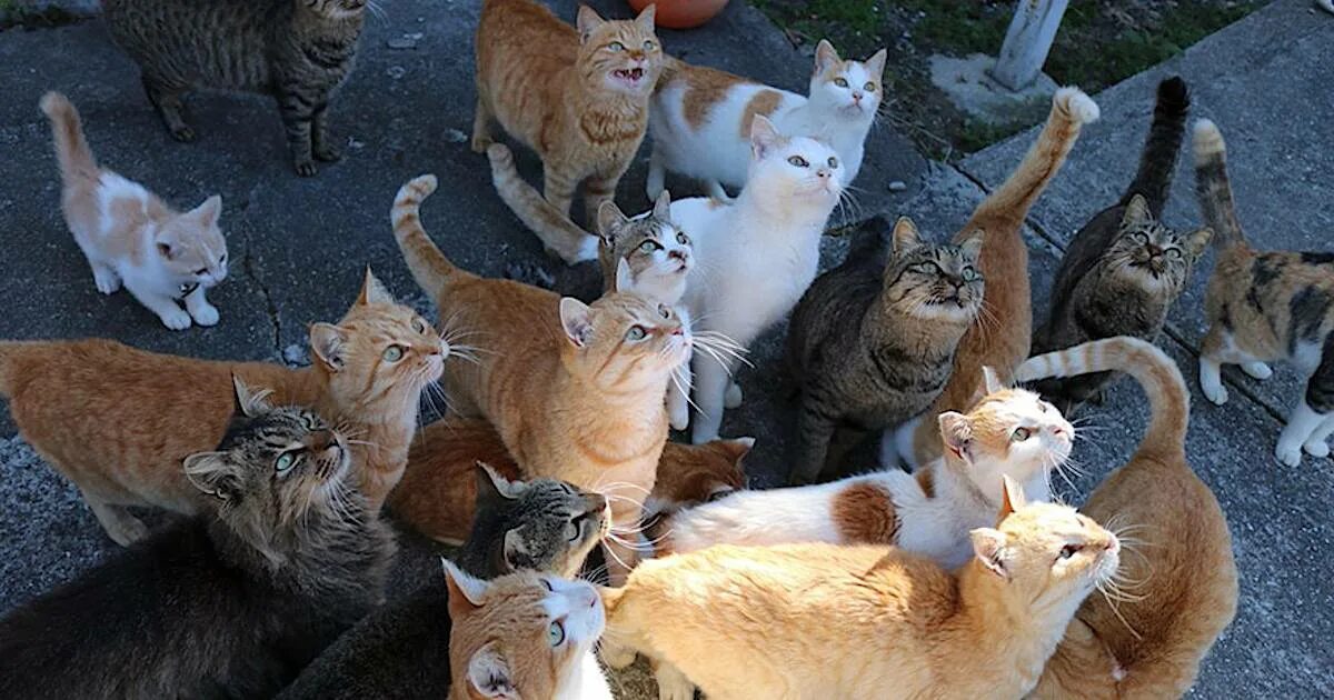 Фото где много. Японский остров кошек Аошима. Много кошек. Куча котов. Множество котов.