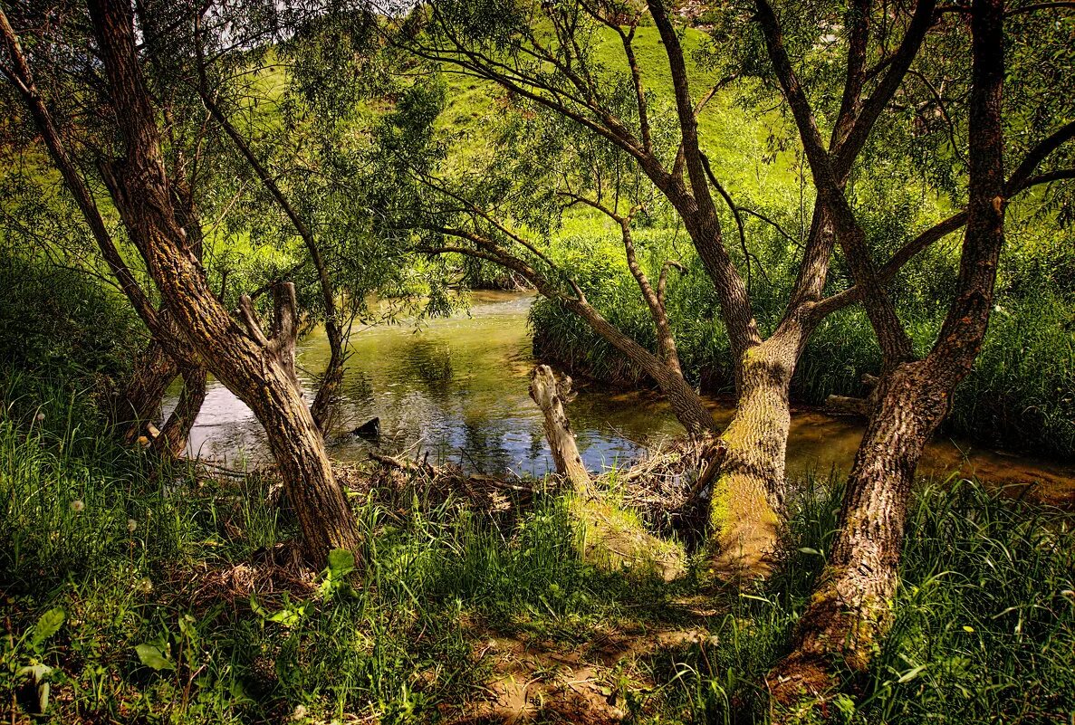 Тенистая аллея. Теннистая или тенистая аллея. Стройный тенистый. Тенистый парк. Тенистый парк.