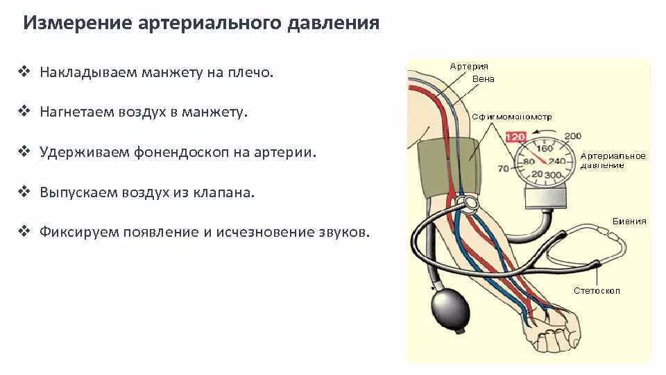 Почему на руках разное артериальное давление. При измерении артериального давления манжета накладывается на. Измерение артериального давления на плечевой артерии. Правила измерения артериального давления на плечевой артерии.. Порядок измерения артериального давления механическим тонометром.