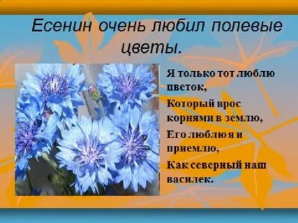 Стихотворение есенина цветы
